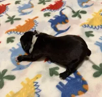 Lexi’s #2, a female Boston Terrier for sale in West Virginia, WV – Photo 4 of 4