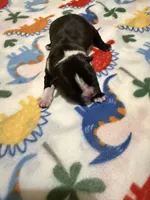 Lexi’s #2, a female Boston Terrier for sale in West Virginia, WV – Photo 3 of 4