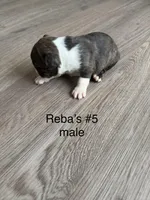 Reba’s #5, a male Boston Terrier for sale in West Virginia, WV – Photo 3 of 3