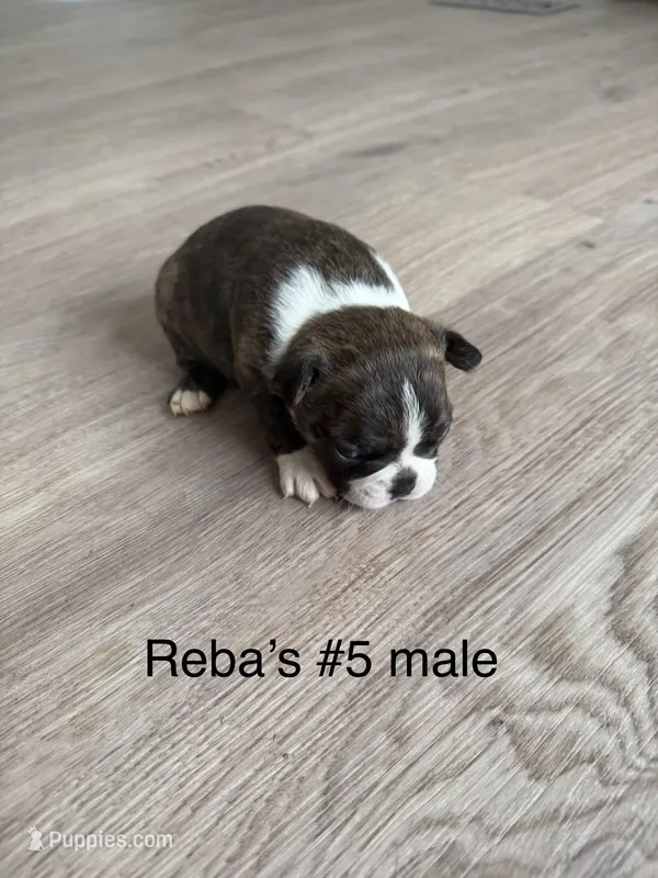 Reba’s #5 – Boston Terrier puppy for sale in West Virginia, WV
