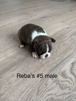 Reba’s #5, a male Boston Terrier for sale in West Virginia, WV – Photo 1 of 3