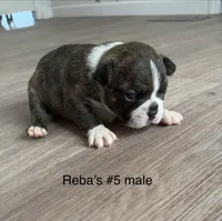 Reba’s #5, a male Boston Terrier for sale in West Virginia, WV – Photo 2 of 3