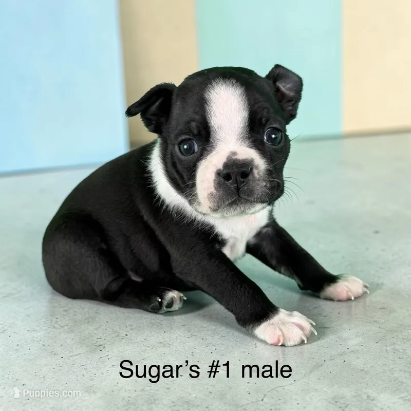 Sugars #1  – Boston Terrier puppy on hold in West Virginia, WV
