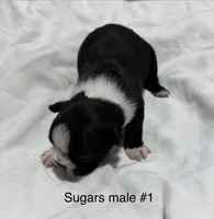 Sugars #1, a male Boston Terrier for sale in West Virginia, WV – Photo 2 of 2