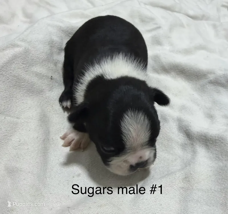Sugars #1 – Boston Terrier puppy for sale in West Virginia, WV