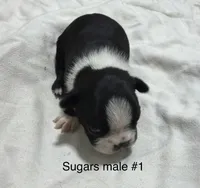 Sugars #1, a male Boston Terrier for sale in West Virginia, WV – Photo 1 of 2