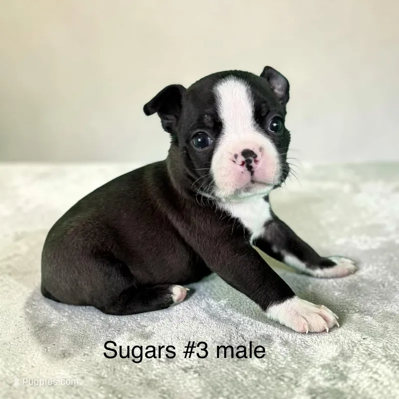 Sugars #3 – Boston Terrier puppy on hold in West Virginia, WV