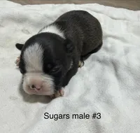 Sugars #3, a male Boston Terrier for sale in West Virginia, WV – Photo 1 of 2