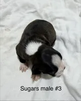 Sugars #3, a male Boston Terrier for sale in West Virginia, WV – Photo 2 of 2
