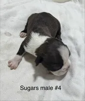 Sugars #4, a male Boston Terrier for sale in West Virginia, WV – Photo 2 of 2