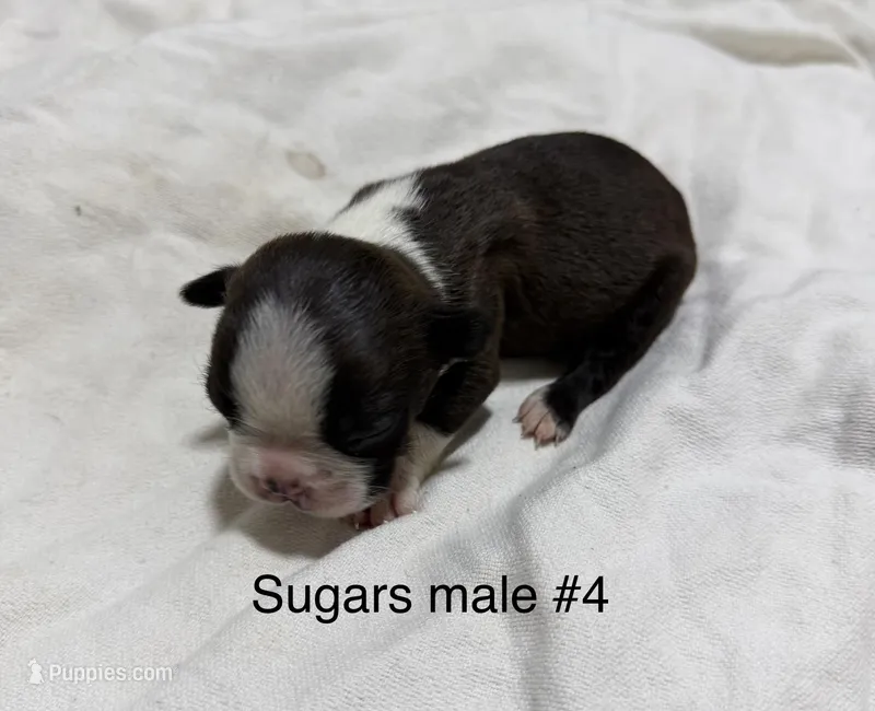 Sugars #4 – Boston Terrier puppy for sale in West Virginia, WV