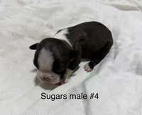 Sugars #4, a male Boston Terrier for sale in West Virginia, WV – Photo 1 of 2