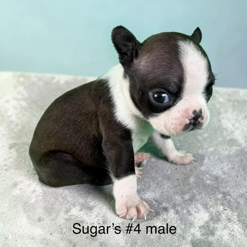 Sugars #4 – Boston Terrier puppy on hold in West Virginia, WV