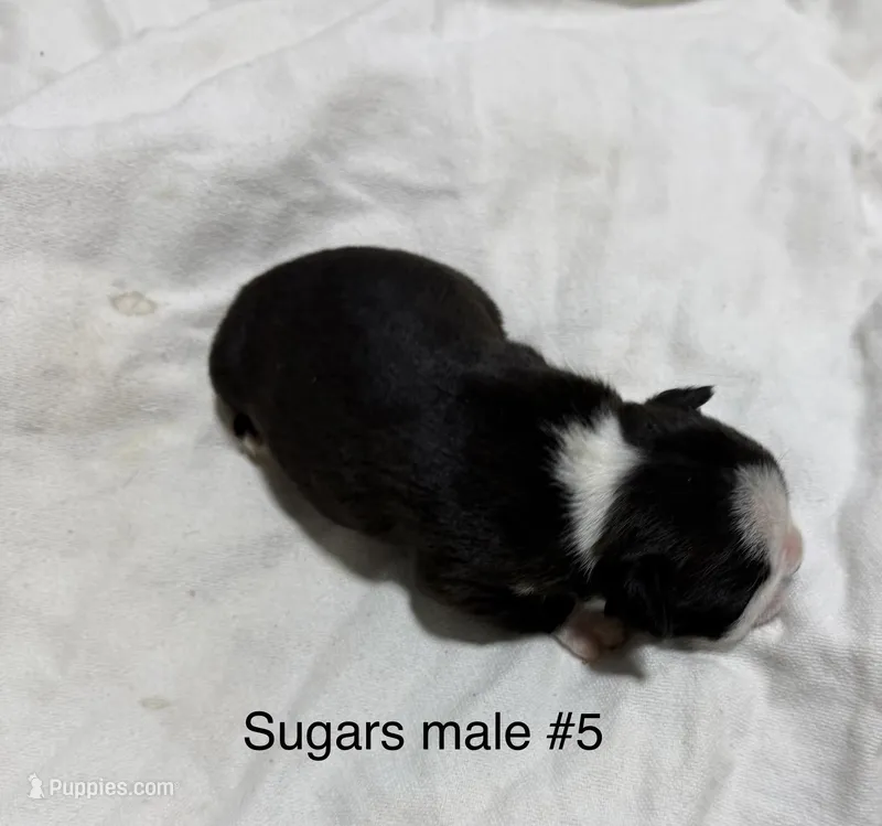 Sugars #5 – Boston Terrier puppy for sale in West Virginia, WV