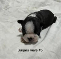 Sugars #5, a male Boston Terrier for sale in West Virginia, WV – Photo 2 of 2