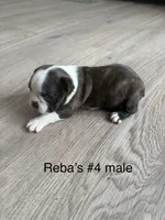 Reba’s #4 , a male Boston Terrier for sale in West Virginia, WV – Photo 2 of 2