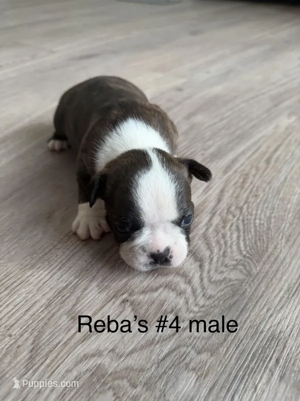Reba’s #4  – Boston Terrier puppy for sale in West Virginia, WV