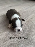 Reba’s #4 , a male Boston Terrier for sale in West Virginia, WV – Photo 1 of 2