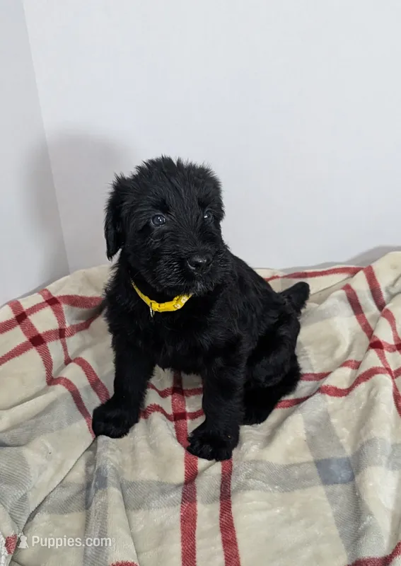 yellow – Giant Schnauzer puppy for sale in Navarre, OH
