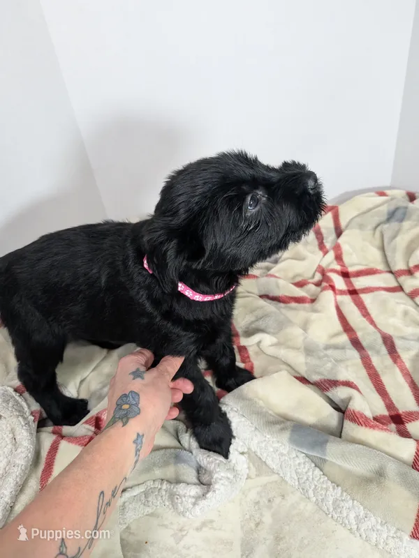 pink – Giant Schnauzer puppy for sale in Navarre, OH