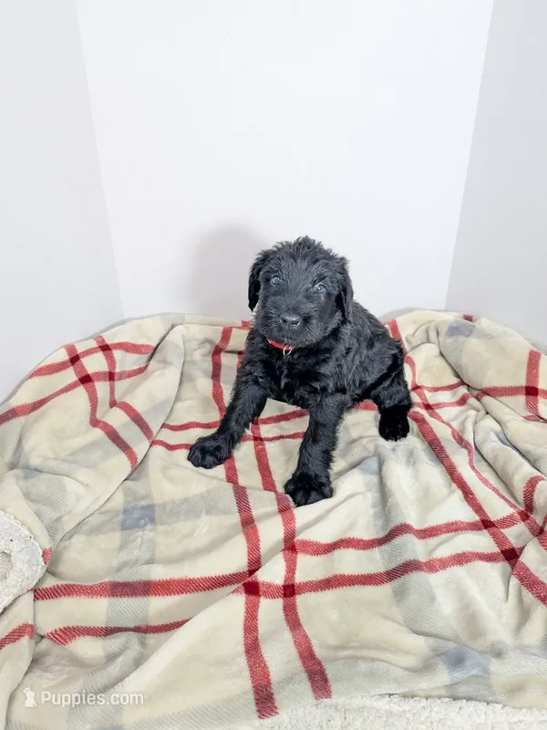 red – Giant Schnauzer puppy for sale in Navarre, OH