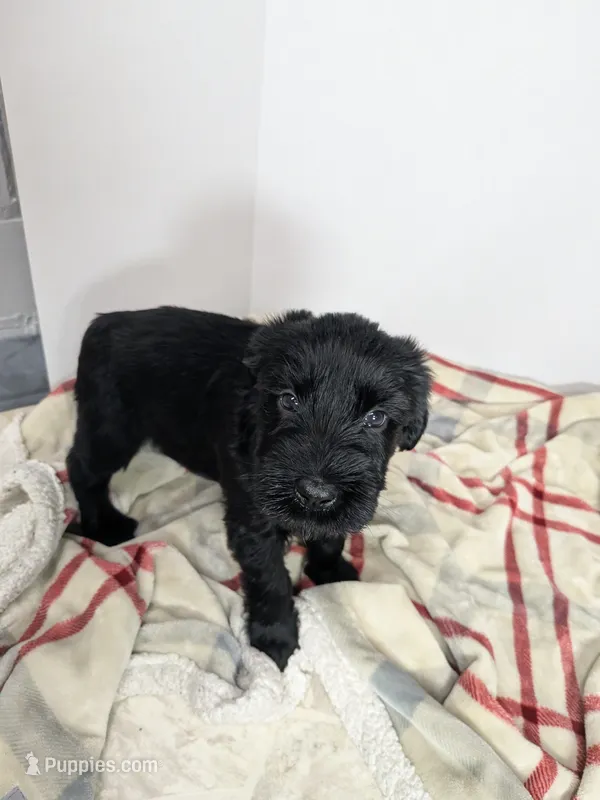 Green – Giant Schnauzer puppy for sale in Navarre, OH