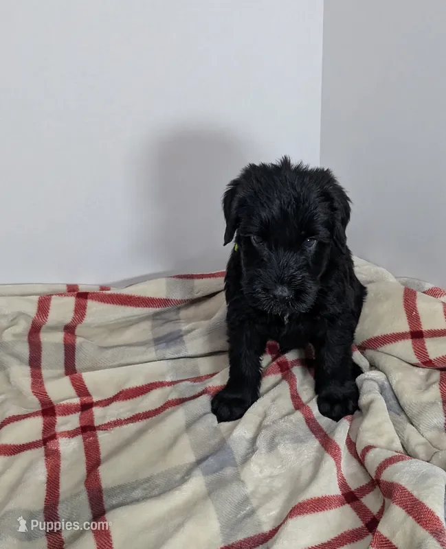 Orange – Giant Schnauzer puppy for sale in Navarre, OH