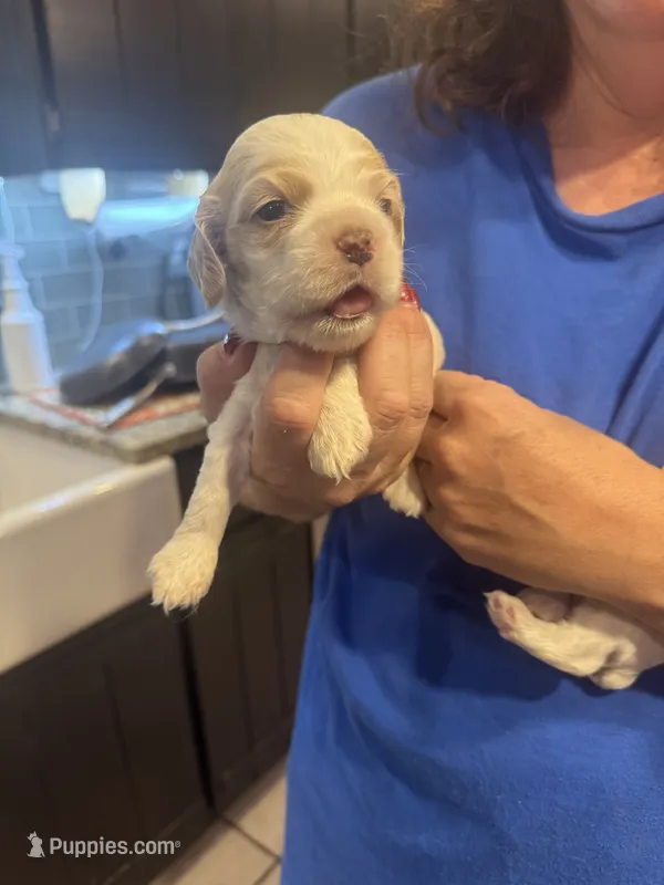 Yellow Girl – Cocker Spaniel puppy for sale in Alamo, GA