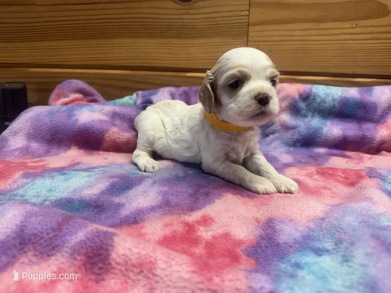 Yellow Girl – Cocker Spaniel puppy for sale in Alamo, GA