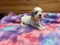 Yellow Girl-Georgia, a female Cocker Spaniel for sale in Alamo, GA – 1 of 1