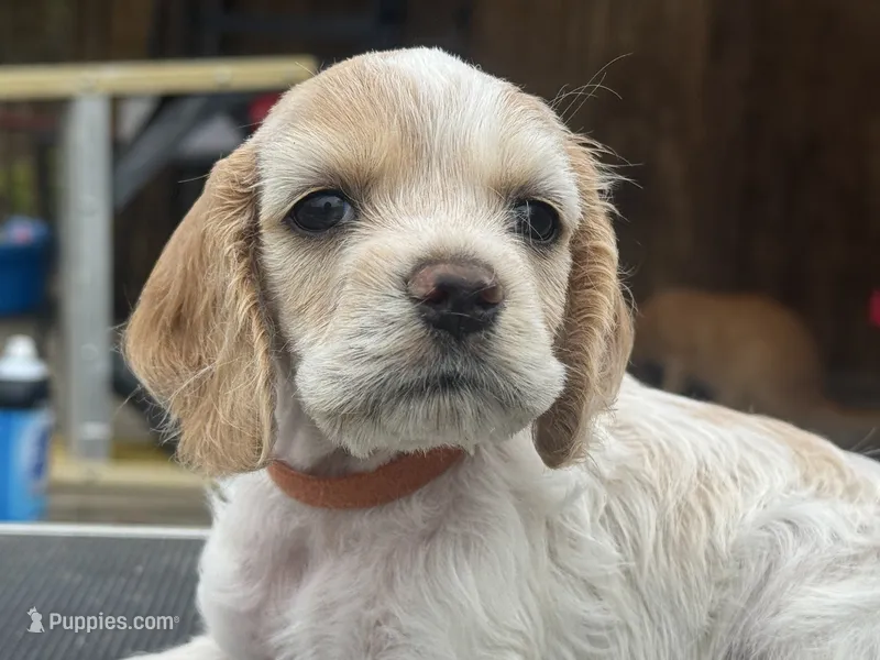 Orange Boy – Cocker Spaniel puppy for sale in Alamo, GA