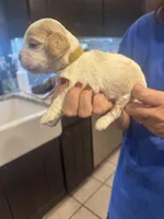 Yellow Girl, a female Cocker Spaniel for sale in Alamo, GA – 2 of 2