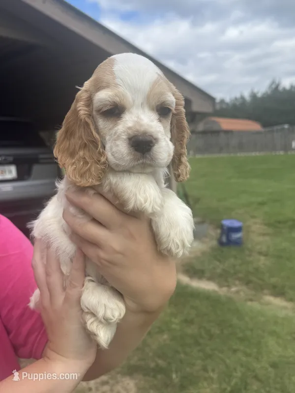 BLUE BOY-Georgia – Cocker Spaniel puppy for sale in Alamo, GA