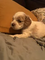 BLUE BOY-Georgia, a male Cocker Spaniel for sale in Alamo, GA – 4 of 5