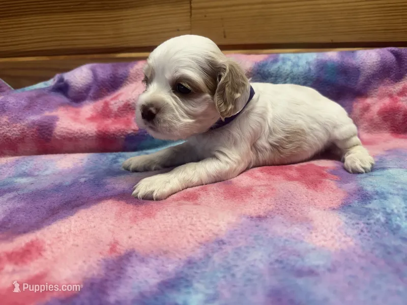 Purple Girl – Cocker Spaniel puppy for sale in Alamo, GA