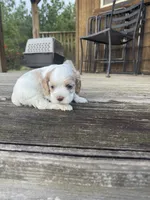 BLUE BOY-Georgia, a male Cocker Spaniel for sale in Alamo, GA – 5 of 5