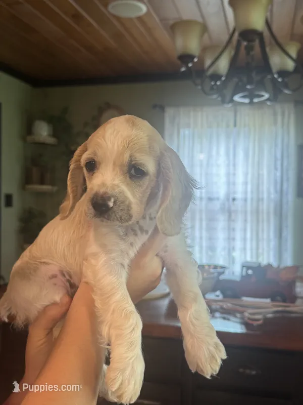 Brown Boy – Cocker Spaniel puppy for sale in Alamo, GA