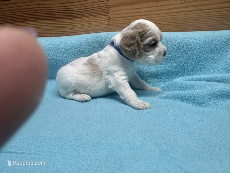 BLUE BOY – Cocker Spaniel puppy for sale in Alamo, GA