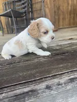 BLUE BOY-Georgia, a male Cocker Spaniel for sale in Alamo, GA – 3 of 5