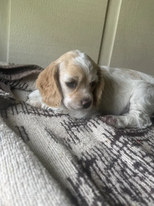 Orange Boy – Cocker Spaniel puppy for sale in Alamo, GA