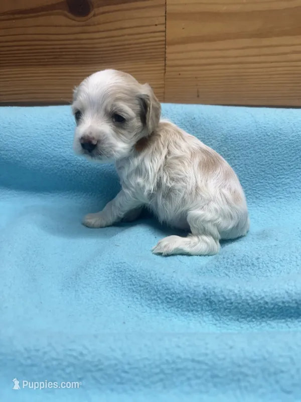 Brown Boy – Cocker Spaniel puppy for sale in Alamo, GA