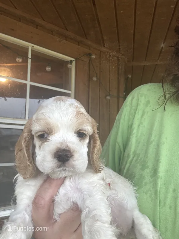 BLUE BOY-Georgia – Cocker Spaniel puppy for sale in Alamo, GA