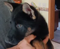 Charles, a male German Shepherd Dog for sale in Tioga, PA – 2 of 3