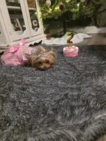 Puppy 3, a female Yorkshire Terrier for sale in Clovis, CA – 7 of 8