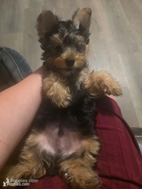 Puppy 1 – Yorkshire Terrier puppy for sale in Clovis, CA