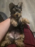 Puppy 1, a male Yorkshire Terrier for sale in Clovis, CA – 1 of 3