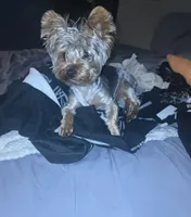 Puppy 3, a female Yorkshire Terrier for sale in Clovis, CA – 5 of 8
