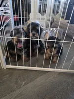 Puppy 3, a female Yorkshire Terrier for sale in Clovis, CA – 2 of 8