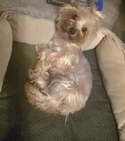 Puppy 1, a male Yorkshire Terrier for sale in Clovis, CA – 3 of 3