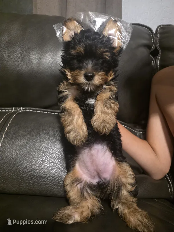 Puppy 3 – Yorkshire Terrier puppy for sale in Clovis, CA